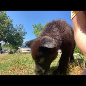 Meet your Posher, Chase